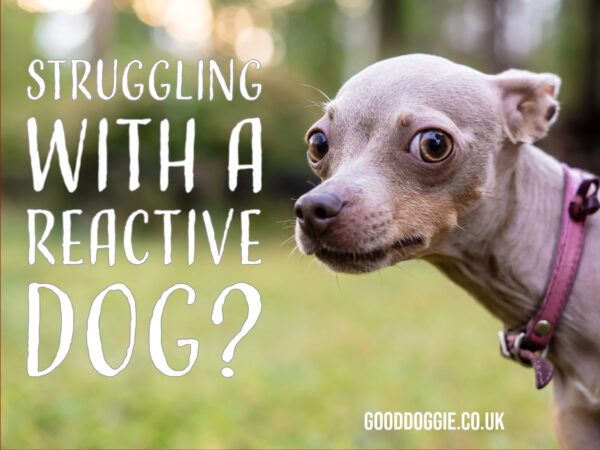 Reactive Dog Behaviour, Live Online Workshops