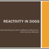 How to Solve Reactive Dog Behaviour course screenshot showing the title screen