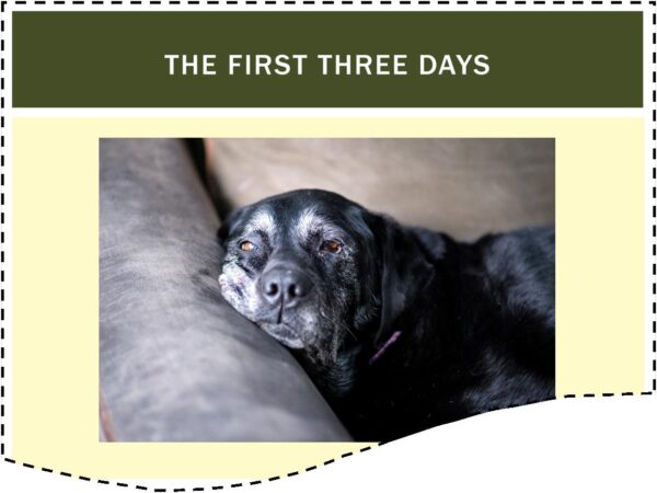 Learn how to adopt and settle a rescue dog course screenshot of a dog sleeping against the back of a sofa. slide is titled: the first three days