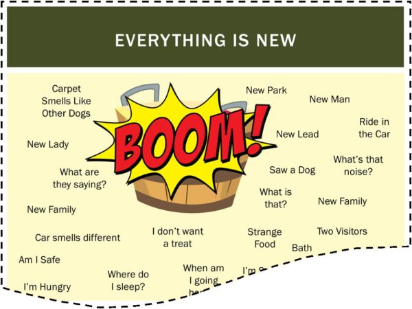 Learn how to adopt and settle a rescue dog course screenshot of a bucket with the word boom written. the bucket is surrounded by words resenting new things such as new park, new lead, ride in the car.