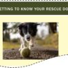 Learn how to adopt and settle a rescue dog course screenshot showing a picture of a dog chasing a ball. screenshot says: getting to know your rescue dog