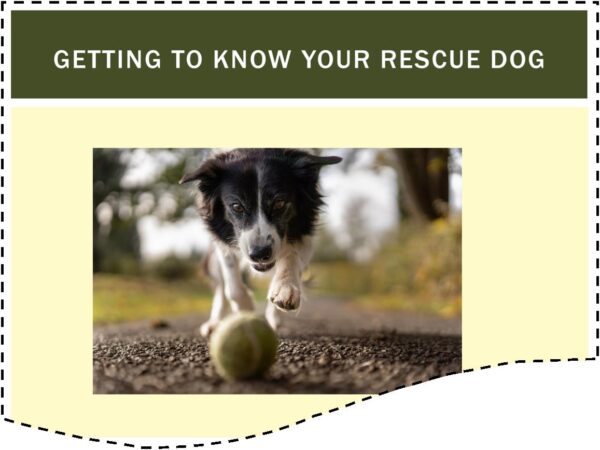 Learn how to adopt and settle a rescue dog course screenshot showing a picture of a dog chasing a ball. screenshot says: getting to know your rescue dog