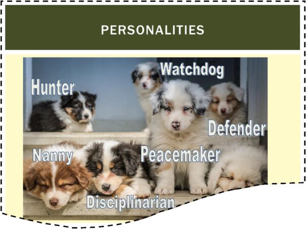 Learn how to adopt and settle a rescue dog course screenshot showing 7 puppies and labelled hunter, watchdog, nanny, peacemaker, defender, and disciplinarian